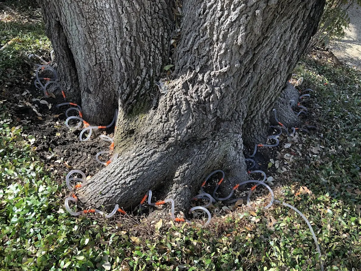 Detailed Tree Cabling and Bracing job site in Paducah
